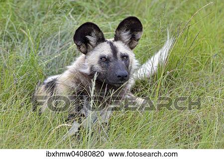 Afrikanischer Wildhund (Lycaon pictus), captive, Plettenberg Bay, Westkap, Sudafrika View Large Photo Image Stock Image - Afrikanischer Wildhund (Lycaon pictus), captive, Plettenberg Bay, Westkap, Sudafrika. Fotosearch