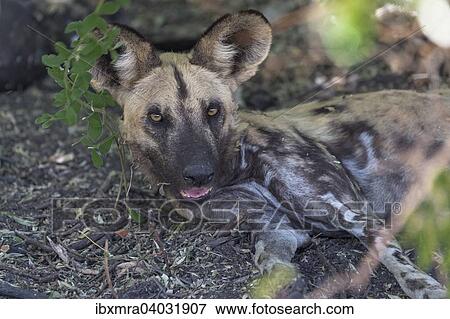 Afrikanischer Wildhund (Lycaon pictus) liegt nach der Jagd im Schatten, Savuti Area, Chobe National Park, Botswana, Afrika View Large Photo Image Stock Photo - Afrikanischer Wildhund (Lycaon pictus) liegt nach der Jagd im Schatten, Savuti Area, Chobe National Park, Botswana, Afrika. Fotosearch