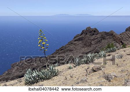 Agaven (Agave) an einem Hang, hinten der Atlantik und die Insel La Palma, bei Arure, La Gomera, Kanarische Inseln, Spanien, Europa View Large Photo Image Stock Image - Agaven (Agave) an einem Hang, hinten der Atlantik und die Insel La Palma, bei Arure, La Gomera, Kanarische Inseln, Spanien, Europa. Fotosearch