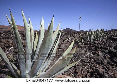 Agaven (Agave) im Lavafeld, bei Mancha Blanca, Lanzarote, Kanarische Inseln, Spanien, Europa View Large Photo Image Stock Photo - Agaven (Agave) im Lavafeld, bei Mancha Blanca, Lanzarote, Kanarische Inseln, Spanien, Europa. Fotosearch