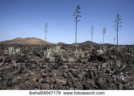 Agaven (Agave) im Lavafeld, bei Mancha Blanca, Lanzarote, Kanarische Inseln, Spanien, Europa View Large Photo Image Stock Photo - Agaven (Agave) im Lavafeld, bei Mancha Blanca, Lanzarote, Kanarische Inseln, Spanien, Europa. Fotosearch