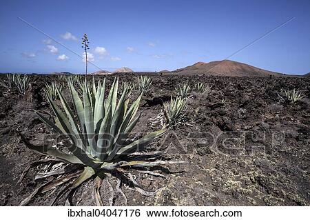 Agaven (Agave) im Lavafeld, bei Mancha Blanca, Lanzarote, Kanarische Inseln, Spanien, Europa View Large Photo Image Stock Photograph - Agaven (Agave) im Lavafeld, bei Mancha Blanca, Lanzarote, Kanarische Inseln, Spanien, Europa. Fotosearch