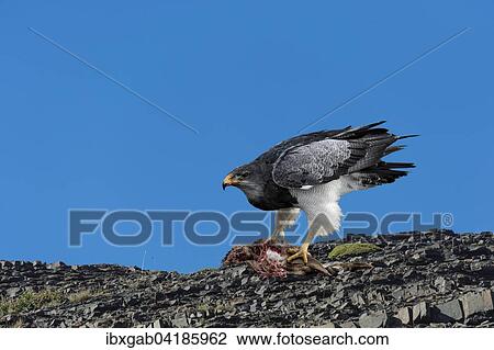 Aguja (Geranoaetus melanoleucus australis) frisst Beute, Nationalpark Torres del Paine, Patagonien, Chile, Sudamerika View Large Photo Image Stock Image - Aguja (Geranoaetus melanoleucus australis) frisst Beute, Nationalpark Torres del Paine, Patagonien, Chile, Sudamerika. Fotosearch