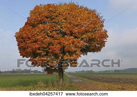 Ahorn, Spitz-Ahorn (Acer platanoides) bunte Herbstfarbung, Feldflur, Allgau, Bayern, Deutschland, Europa View Large Photo Image Stock Photo - Ahorn, Spitz-Ahorn (Acer platanoides) bunte Herbstfarbung, Feldflur, Allgau, Bayern, Deutschland, Europa. Fotosearch