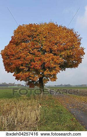 Ahorn, Spitzahorn (Acer platanoides) bunte Herbstfarbung, Feldflur, Allgau, Bayern, Deutschland, Europa View Large Photo Image Stock Photograph - Ahorn, Spitzahorn (Acer platanoides) bunte Herbstfarbung, Feldflur, Allgau, Bayern, Deutschland, Europa. Fotosearch