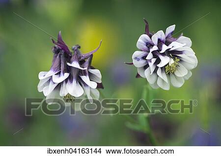 Picture - Akelei (Aquilegia-Hybride), Emsland, Niedersachsen, Deutschland, Europa. Fotosearch