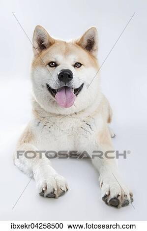 Stock Image - Akita Inu (Canis lupus familiaris), liegend, Portrait, Ganzkorperaufnahme von vorne. Fotosearch