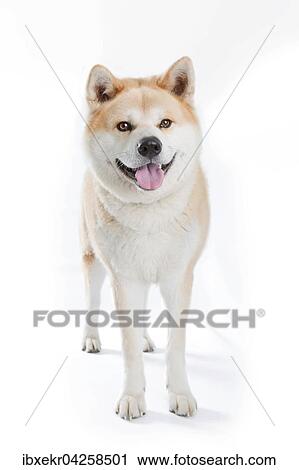 Stock Image - Akita Inu (Canis lupus familiaris), stehend, Ganzkorperaufnahme von vorne. Fotosearch