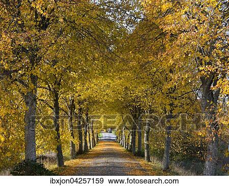 Allee in Herbstfarben, Krageholm, Skane lan, Schweden, Europa View Large Photo Image Stock Photo - Allee in Herbstfarben, Krageholm, Skane lan, Schweden, Europa. Fotosearch