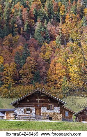 Almhutte vor Herbstwald, Eng-Alm, Hinterriss, Karwendelgebirge, Tirol, Osterreich, Europa View Large Photo Image Stock Photo - Almhutte vor Herbstwald, Eng-Alm, Hinterriss, Karwendelgebirge, Tirol, Osterreich, Europa. Fotosearch