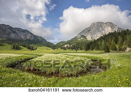 Almwiese mit Bachlauf auf der Wurzeralm, Region Pyhrn-Priel, auch Pyhrn-Eisenwurzen, Traunviertel, Oberosterreich, Osterreich, Europa View Large Photo Image Stock Image - Almwiese mit Bachlauf auf der Wurzeralm, Region Pyhrn-Priel, auch Pyhrn-Eisenwurzen, Traunviertel, Oberosterreich, Osterreich, Europa. Fotosearch