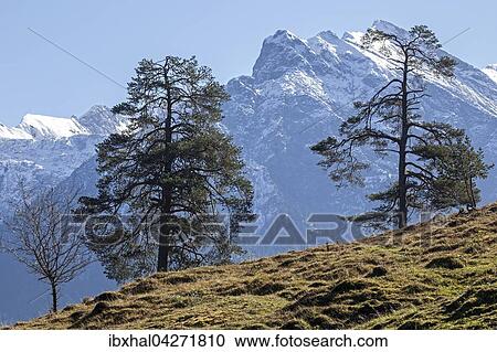 Almwiese mit Baumen, hinten schneebedeckte Allgauer Berge, bei Hinterstein, Allgau, Bayern, Deutschland, Europa View Large Photo Image Stock Image - Almwiese mit Baumen, hinten schneebedeckte Allgauer Berge, bei Hinterstein, Allgau, Bayern, Deutschland, Europa. Fotosearch