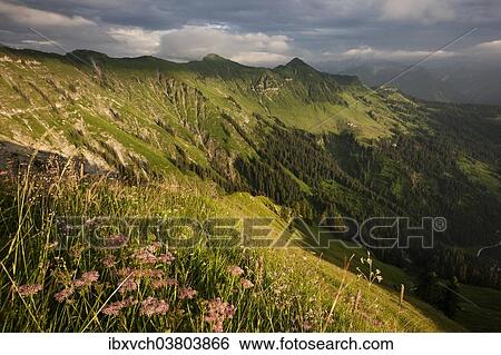 Almwiesen im Sommer, Karwendelgebirge, Gewitterstimmung, Tirol, Osterreich, Europa View Large Photo Image Stock Photograph - Almwiesen im Sommer, Karwendelgebirge, Gewitterstimmung, Tirol, Osterreich, Europa. Fotosearch