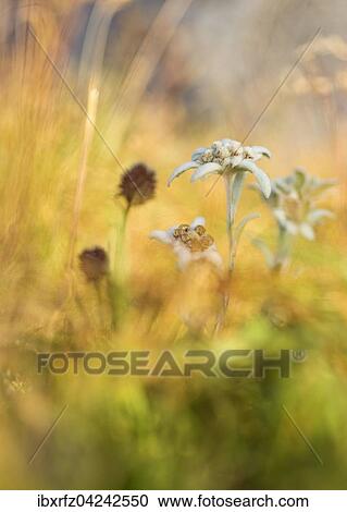 Stock Image - Alpen-Edelweiss (Leontopodium nivale), Banderg, Zillertal, Tirol, Osterreich, Europa. Fotosearch