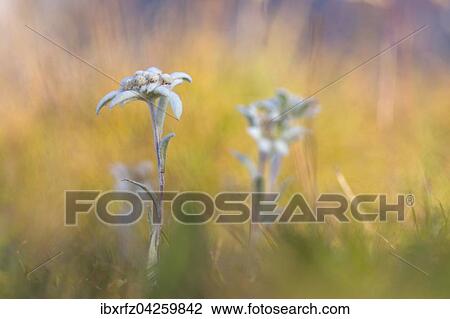 Alpen-Edelweiss (Leontopodium nivale), Banderg, Zillertal, Tirol, Osterreich, Europa View Large Photo Image Stock Image - Alpen-Edelweiss (Leontopodium nivale), Banderg, Zillertal, Tirol, Osterreich, Europa. Fotosearch