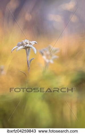 Stock Image - Alpen-Edelweiss (Leontopodium nivale), Banderg, Zillertal, Tirol, Osterreich, Europa. Fotosearch