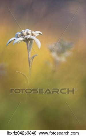 Alpen-Edelweiss (Leontopodium nivale), Banderg, Zillertal, Tirol, Osterreich, Europa View Large Photo Image Stock Photo - Alpen-Edelweiss (Leontopodium nivale), Banderg, Zillertal, Tirol, Osterreich, Europa. Fotosearch