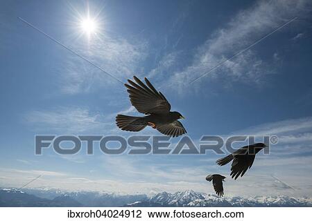 Stock Image - Alpendohlen (Pyrrhocorax graculus) im Flug, Untersberg, Salzburg, Osterreich, Europa. Fotosearch