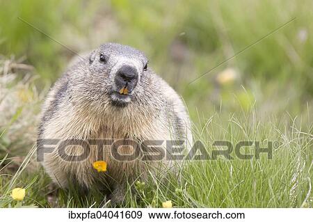 Alpenmurmeltier (Marmota marmota), Nationalpark Hohe Tauern, Osterreich, Europa View Large Photo Image Stock Photo - Alpenmurmeltier (Marmota marmota), Nationalpark Hohe Tauern, Osterreich, Europa. Fotosearch