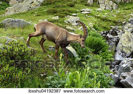 Alpensteinbock (Capra ibex), bei Chamonix, Frankreich, Europa View Large Photo Image Stock Photo - Alpensteinbock (Capra ibex), bei Chamonix, Frankreich, Europa. Fotosearch