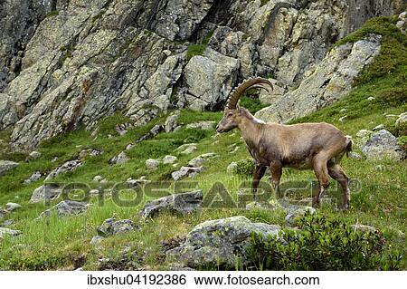 Stock Photograph - Alpensteinbock (Capra ibex) in felsigen Gebiet stehend, bei Chamonix, Frankreich, Europa. Fotosearch
