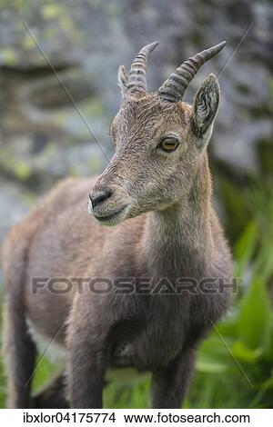 Alpensteinbock (Capra ibex), Lac de Cheserys, Frankreich, Europa View Large Photo Image Picture - Alpensteinbock (Capra ibex), Lac de Cheserys, Frankreich, Europa. Fotosearch