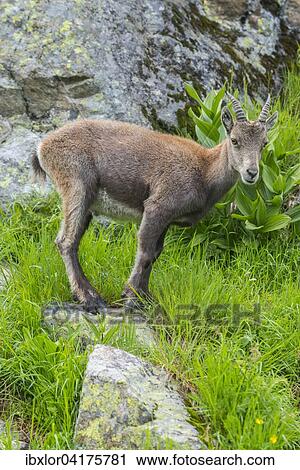 Alpensteinbock (Capra ibex), Lac de Cheserys, Frankreich, Europa View Large Photo Image Stock Image - Alpensteinbock (Capra ibex), Lac de Cheserys, Frankreich, Europa. Fotosearch