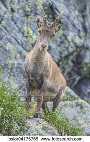Alpensteinbock (Capra ibex), Lac de Cheserys, Frankreich, Europa View Large Photo Image Stock Photography - Alpensteinbock (Capra ibex), Lac de Cheserys, Frankreich, Europa. Fotosearch