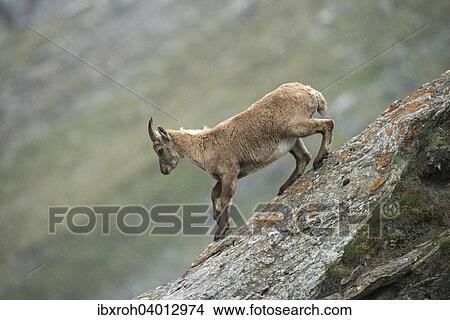 Alpensteinbock (Capra ibex), Nationalpark Hohe Tauern, Karnten, Osterreich, Europa View Large Photo Image Picture - Alpensteinbock (Capra ibex), Nationalpark Hohe Tauern, Karnten, Osterreich, Europa. Fotosearch