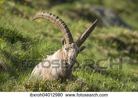 Alpensteinbock (Capra ibex), Nationalpark Hohe Tauern, Karnten, Osterreich, Europa View Large Photo Image Stock Image - Alpensteinbock (Capra ibex), Nationalpark Hohe Tauern, Karnten, Osterreich, Europa. Fotosearch