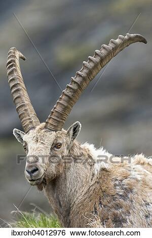 Alpensteinbock (Capra ibex), Nationalpark Hohe Tauern, Karnten, Osterreich, Europa View Large Photo Image Stock Photograph - Alpensteinbock (Capra ibex), Nationalpark Hohe Tauern, Karnten, Osterreich, Europa. Fotosearch