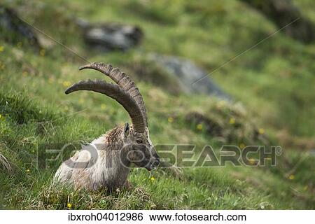 Alpensteinbock (Capra ibex), Nationalpark Hohe Tauern, Karnten, Osterreich, Europa View Large Photo Image Stock Photograph - Alpensteinbock (Capra ibex), Nationalpark Hohe Tauern, Karnten, Osterreich, Europa. Fotosearch