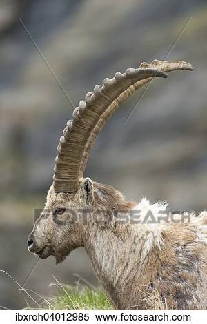 Alpensteinbock (Capra ibex), Nationalpark Hohe Tauern, Karnten, Osterreich, Europa View Large Photo Image Stock Photography - Alpensteinbock (Capra ibex), Nationalpark Hohe Tauern, Karnten, Osterreich, Europa. Fotosearch