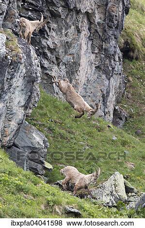 Stock Photo - Alpensteinbocke (Capra ibex) beim Abstieg, Nationalpark Hohe Tauern, Osterreich, Europa. Fotosearch