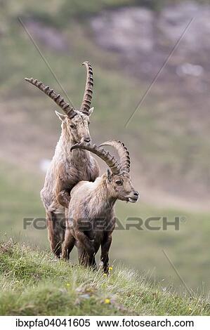 Alpensteinbocke (Capra ibex) beim Imponieren, Nationalpark Hohe Tauern, Osterreich, Europa View Large Photo Image Stock Photography - Alpensteinbocke (Capra ibex) beim Imponieren, Nationalpark Hohe Tauern, Osterreich, Europa. Fotosearch