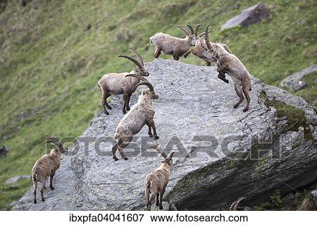 Alpensteinbocke (Capra ibex) im Duell, Nationalpark Hohe Tauern, Osterreich, Europa View Large Photo Image Stock Photo - Alpensteinbocke (Capra ibex) im Duell, Nationalpark Hohe Tauern, Osterreich, Europa. Fotosearch