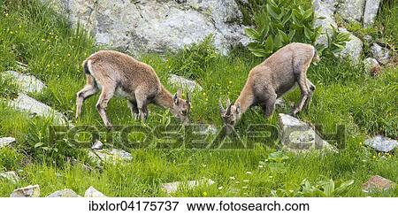 Stock Photo - Alpensteinbocke (Capra ibex), Lac de Cheserys, Frankreich, Europa. Fotosearch