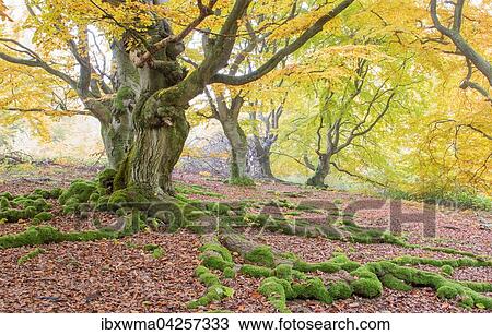 Alte Buchen (Fagus sp. ) im Wald, gelbe Herbstfarbung, Hutewald, Hessen, Deutschland, Europa View Large Photo Image Stock Image - Alte Buchen (Fagus sp. ) im Wald, gelbe Herbstfarbung, Hutewald, Hessen, Deutschland, Europa. Fotosearch