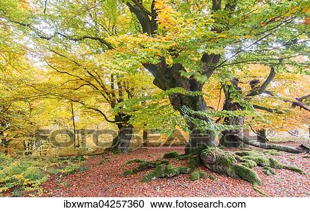 Stock Image - Alte Buchen (Fagus sp. ) im Wald, gelbe Herbstfarbung, Hutewald, Hessen, Deutschland, Europa. Fotosearch