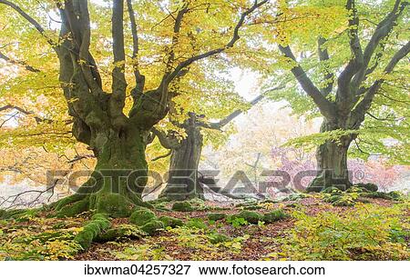 Alte Buchen (Fagus sp. ) im Wald, gelbe Herbstfarbung, Hutewald, Hessen, Deutschland, Europa View Large Photo Image Stock Photo - Alte Buchen (Fagus sp. ) im Wald, gelbe Herbstfarbung, Hutewald, Hessen, Deutschland, Europa. Fotosearch