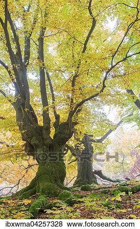 Alte Buchen (Fagus sp. ) im Wald, gelbe Herbstfarbung, Hutewald, Hessen, Deutschland, Europa View Large Photo Image Stock Photo - Alte Buchen (Fagus sp. ) im Wald, gelbe Herbstfarbung, Hutewald, Hessen, Deutschland, Europa. Fotosearch
