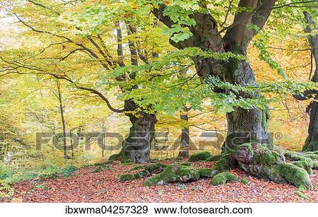 Alte Buchen (Fagus sp. ) im Wald, gelbe Herbstfarbung, Hutewald, Hessen, Deutschland, Europa View Large Photo Image Stock Photo - Alte Buchen (Fagus sp. ) im Wald, gelbe Herbstfarbung, Hutewald, Hessen, Deutschland, Europa. Fotosearch