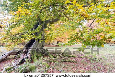 Alte Buchen (Fagus sp. ) im Wald, gelbe Herbstfarbung, Hutewald, Hessen, Deutschland, Europa View Large Photo Image Stock Photo - Alte Buchen (Fagus sp. ) im Wald, gelbe Herbstfarbung, Hutewald, Hessen, Deutschland, Europa. Fotosearch