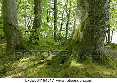 Alte Buchen im Schlosspark Berg, Oberbayern, Bayern, Deutschland, Europa View Large Photo Image Stock Photo - Alte Buchen im Schlosspark Berg, Oberbayern, Bayern, Deutschland, Europa. Fotosearch