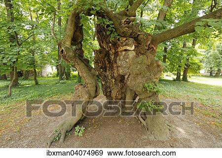 Stock Photo - Alte Linde als Naturdenkmal im Schlosspark, Pottendorf, Industrieviertel, Niederosterreich, Osterreich, Europa. Fotosearch