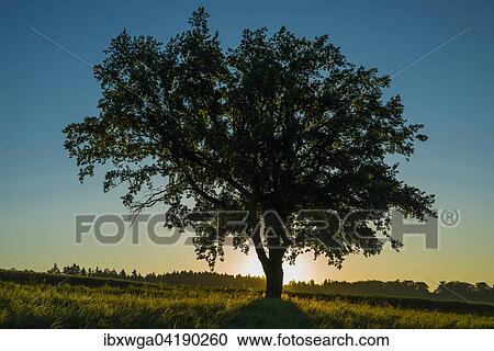 Alte Stieleiche (Quercus robur), Schwabische Alb, Baden-Wurttemberg, Deutschland, Europa View Large Photo Image Stock Image - Alte Stieleiche (Quercus robur), Schwabische Alb, Baden-Wurttemberg, Deutschland, Europa. Fotosearch