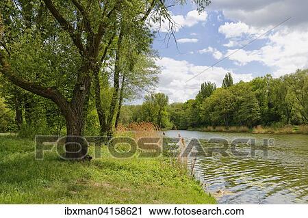 Stock Image - Alter Main, Sand am Main, Mainfranken, Unterfranken, Franken, Bayern, Deutschland, Europa. Fotosearch