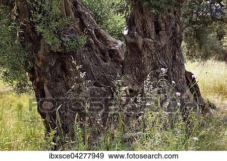 Alter Olivenbaum (Olea sp. ) mit dickem Stamm, Baumstamm, Kreta, Griechenland, Europa View Large Photo Image Stock Photo - Alter Olivenbaum (Olea sp. ) mit dickem Stamm, Baumstamm, Kreta, Griechenland, Europa. Fotosearch