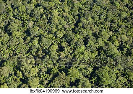 Amazonas-Regenwald, Luftbild, Bundesstaat Para, Brasilien, Sudamerika View Large Photo Image Stock Photo - Amazonas-Regenwald, Luftbild, Bundesstaat Para, Brasilien, Sudamerika. Fotosearch