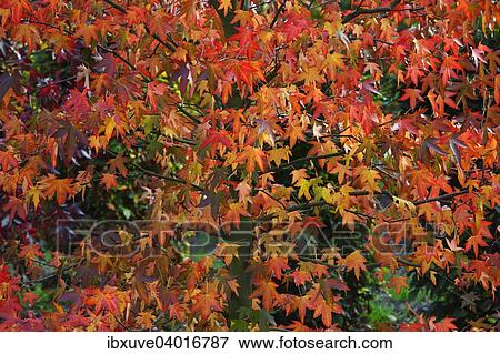 Amerikanischer Amberbaum (Liquidambar styraciflua) in Herbstfarbung View Large Photo Image Stock Photo - Amerikanischer Amberbaum (Liquidambar styraciflua) in Herbstfarbung. Fotosearch